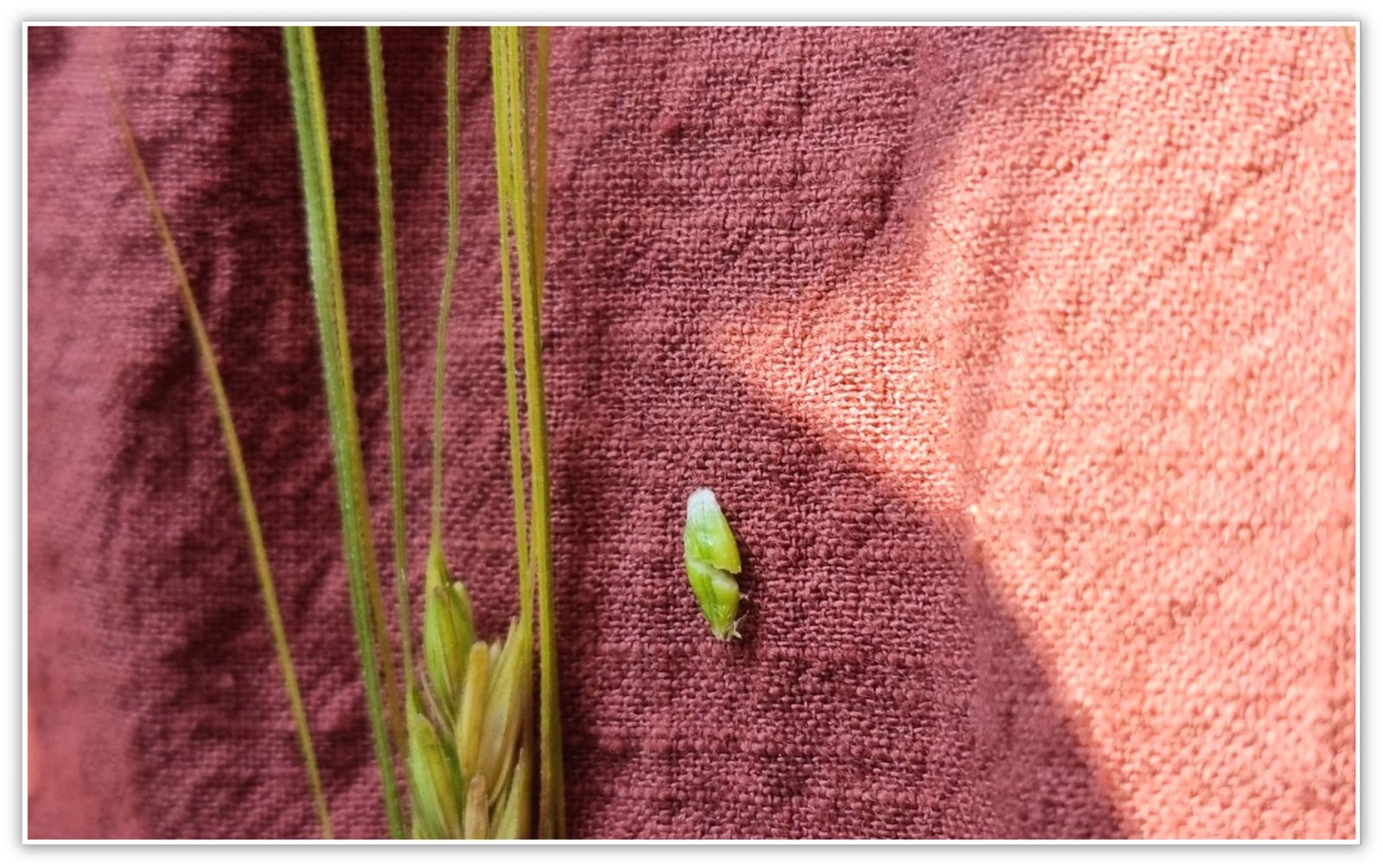 2022 Barley heads worm soft dough seed