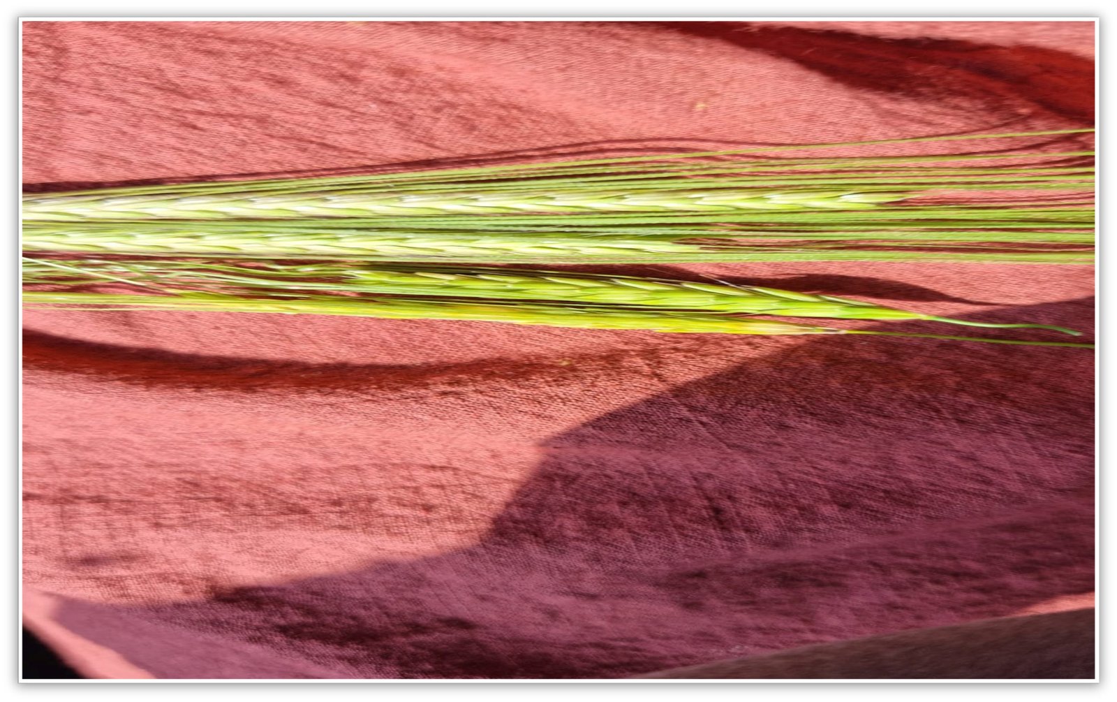 2022 Barley heads worm soft dough