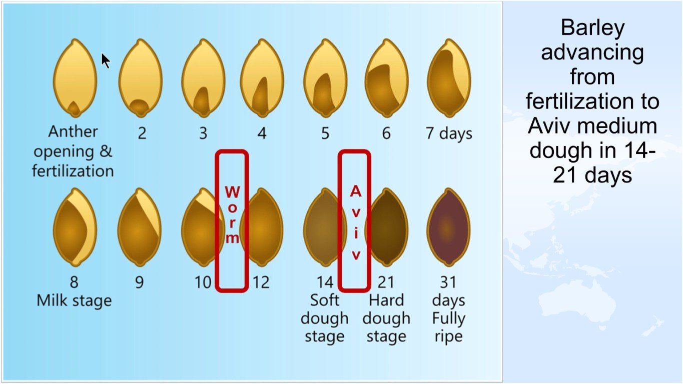 Barley advancing from fertilization to aviv medium dough 14-21 days, Aviv Barley Simplified, Nazarene Israel
