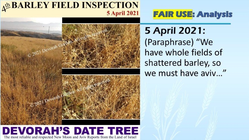 DDT 5 April 2021 whole fields of shattered barley