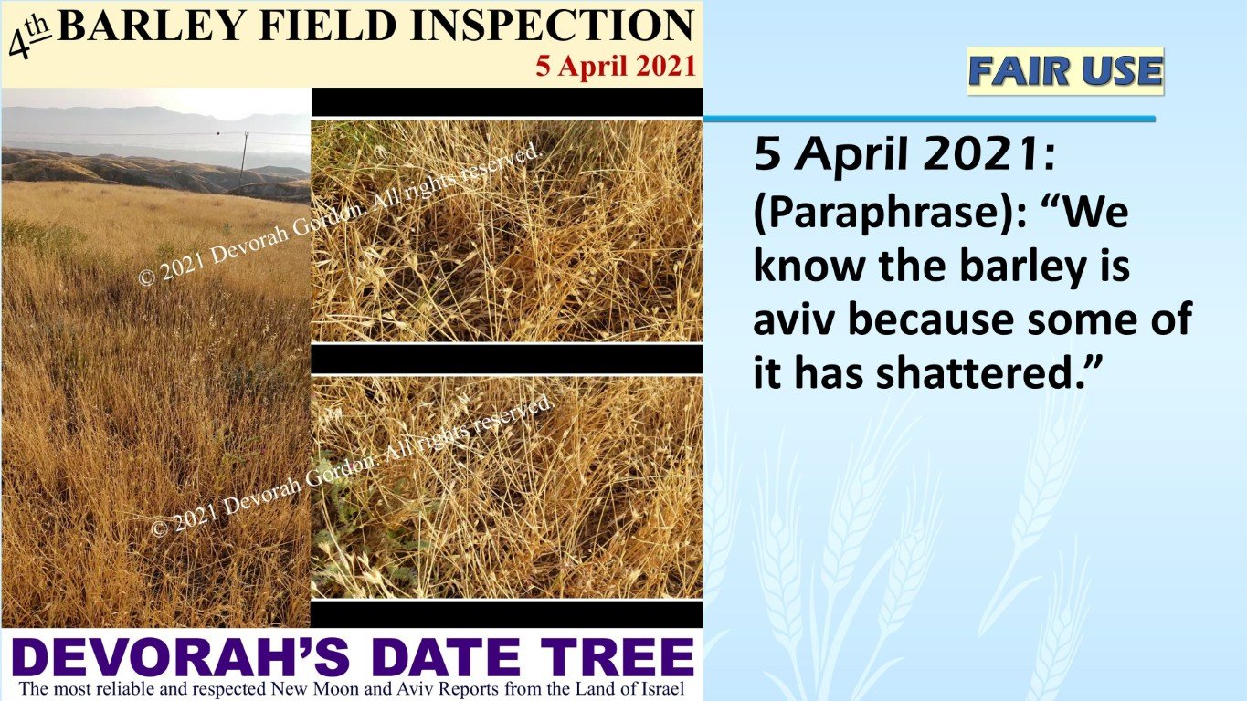Devorah Date Tree-5-April-2021