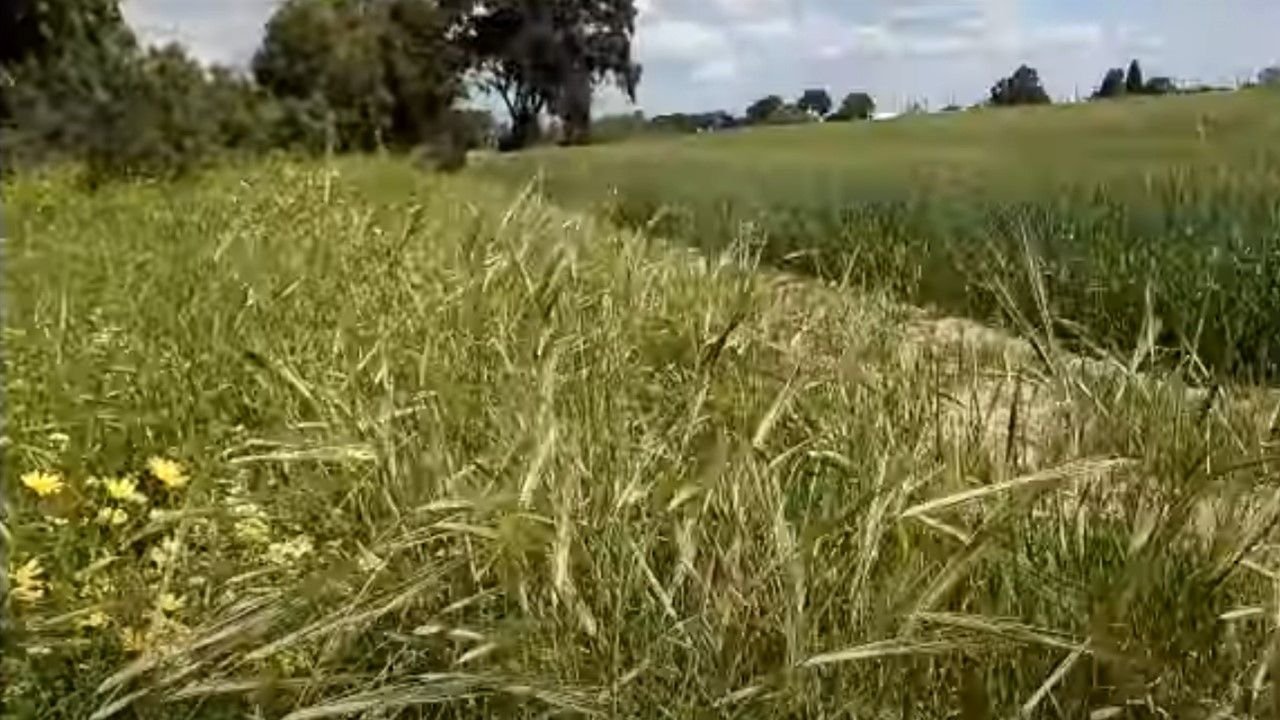 barley update 10 March 2024
