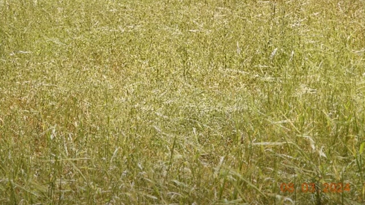 barley update 10 March 2024