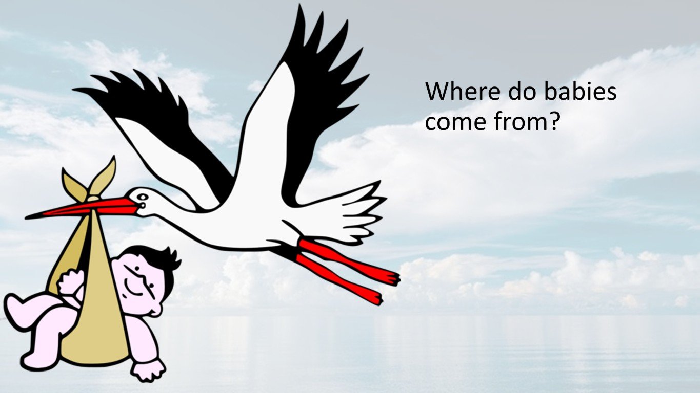 Where do babies come fom