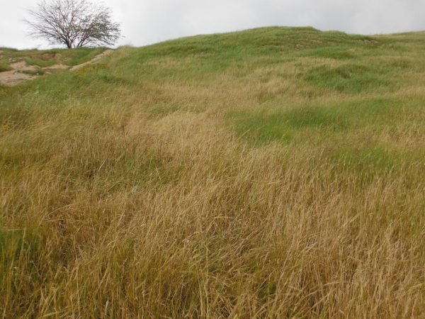 Torah Calendar News 2021