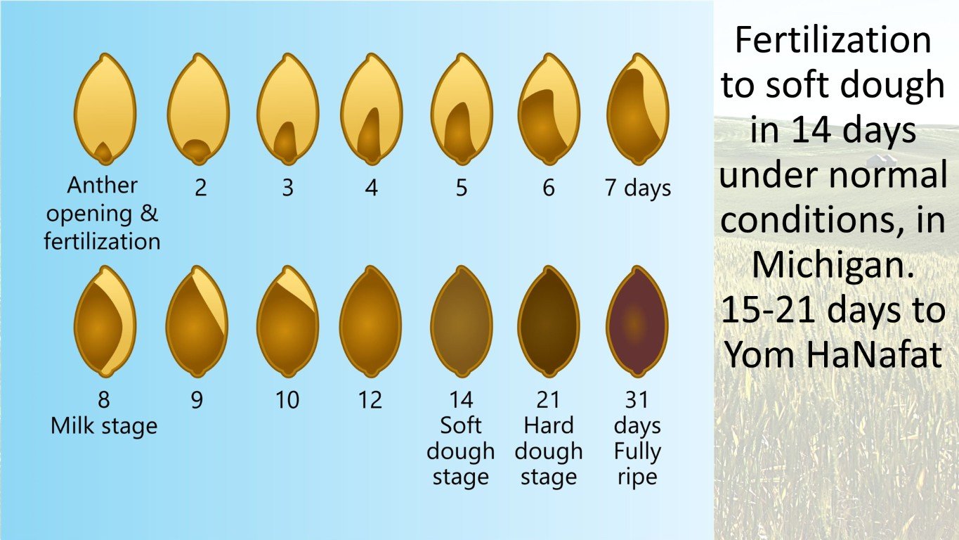 aviv barley stages
