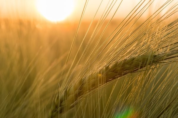 the barley, redemption, incorruptible seed, eternal life, Yeshua's kingdom, tithes and offerings, Great Commission