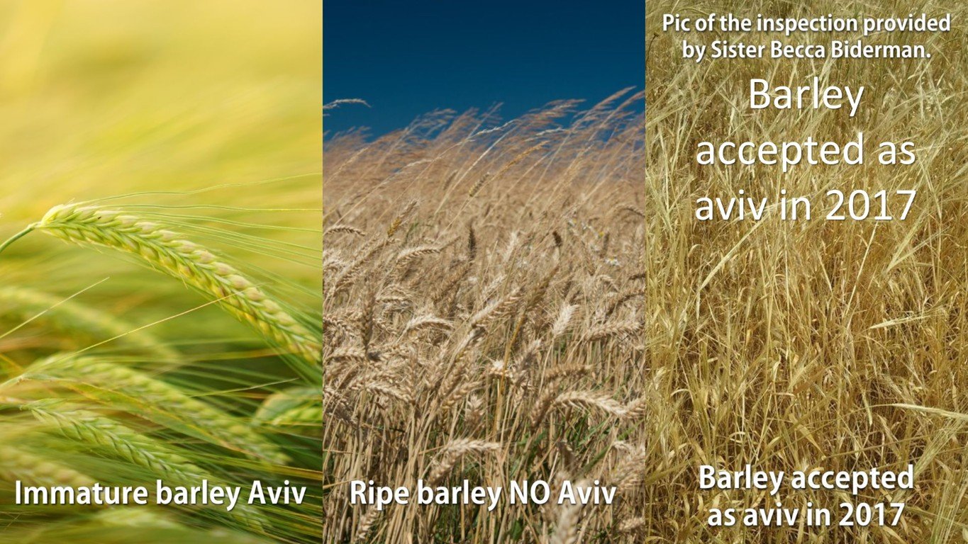 becca biderman barley comparison