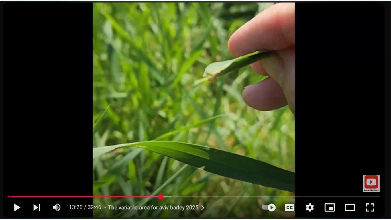 becca-biderman-barley feb 27 2025-awns