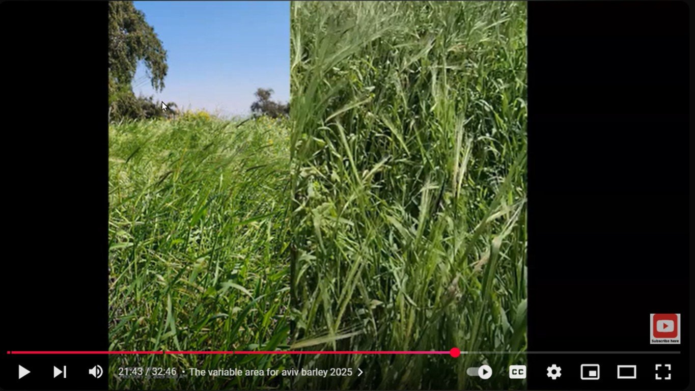 becca-biderman-barley feb 27 2025-barley fields