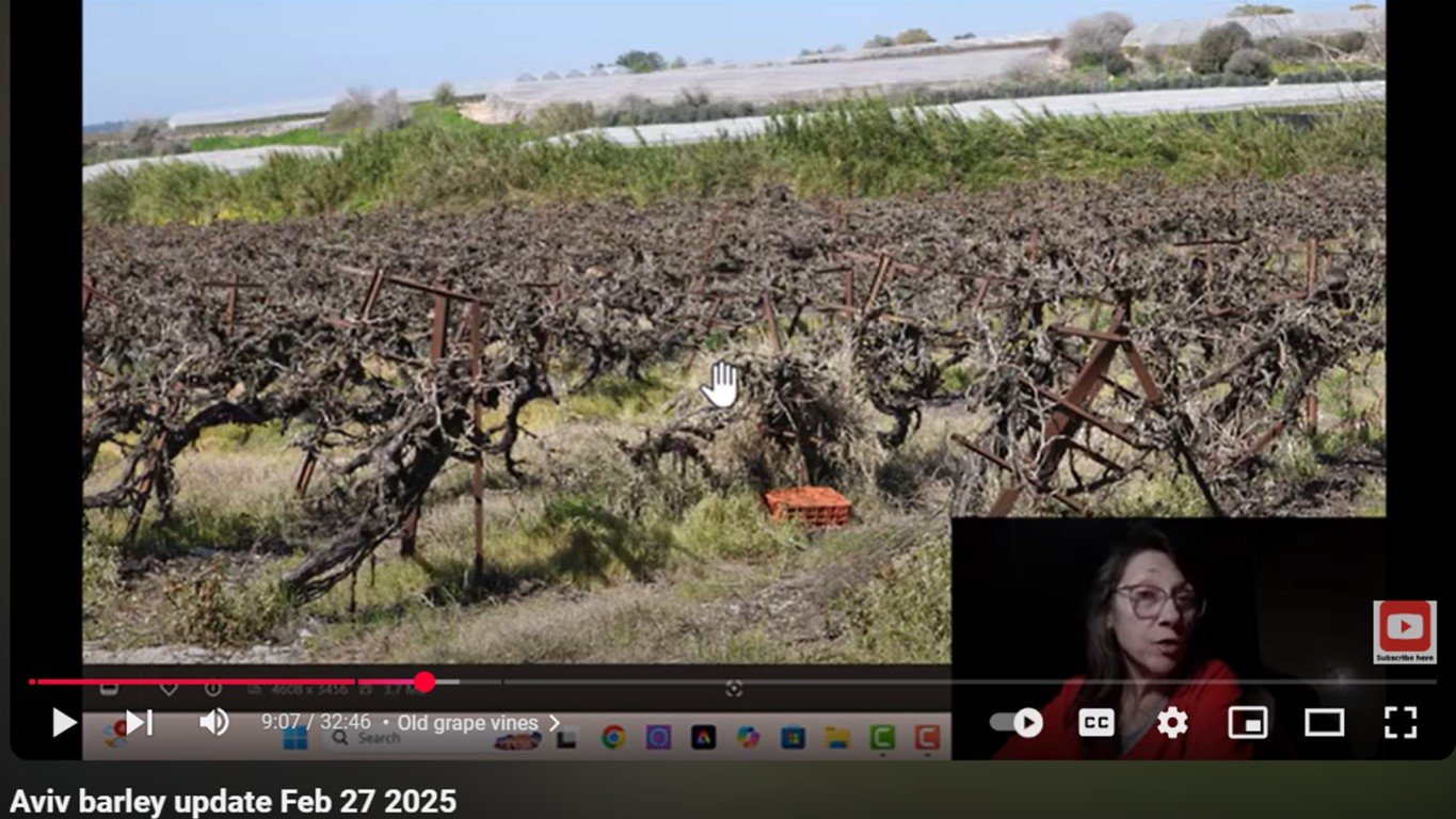 becca-biderman-barley feb 27 2025-grapes