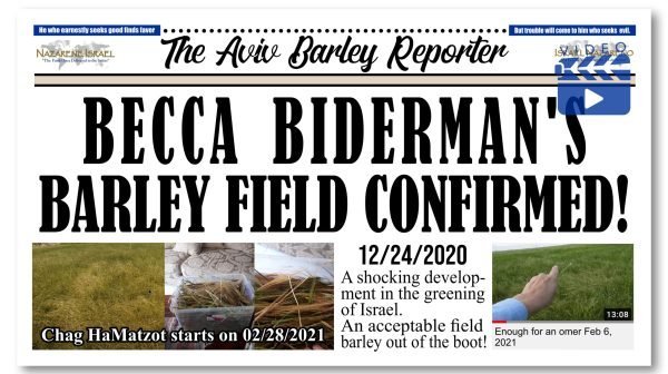 Becca Biderman's Barley field, aviv barley, Rosh HaShanah, Torah Calendar, Firstfruits calendar