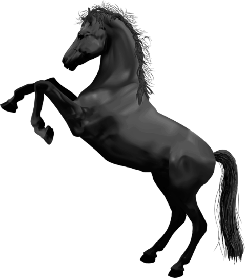 black horse, house of Judah, 4 horses of the apocolypse