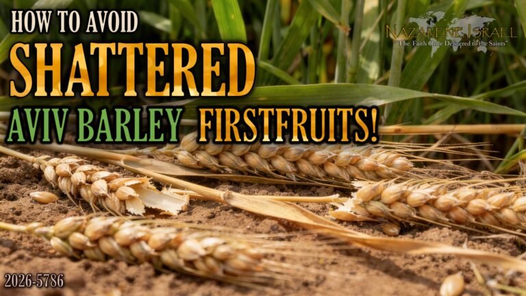 how to avoid shattered aviv barley firstfruits 2026/5786