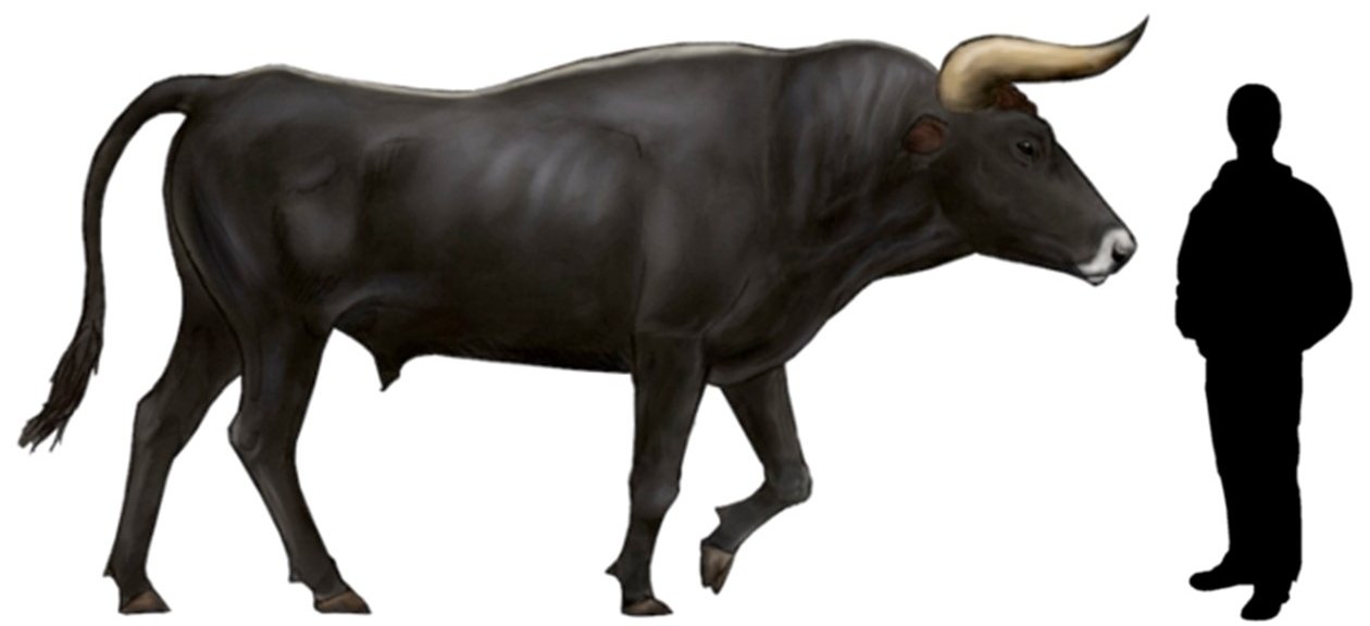 man to auroch comparison