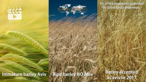 About the Barley